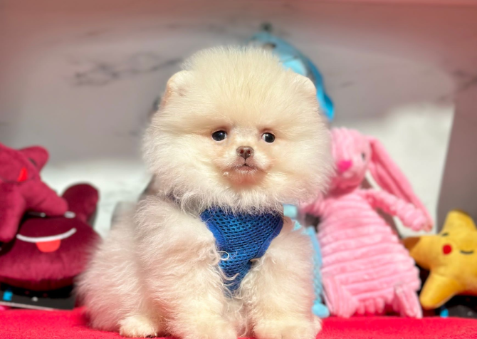 Safkan Pomeranian Mini Boo Yavrularımız